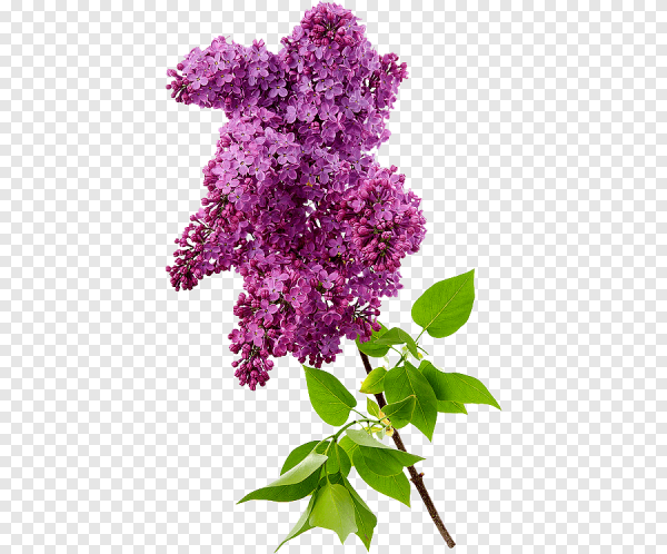 Куст сирени