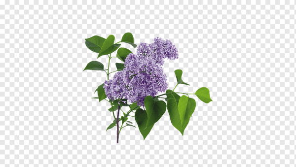 Сирень на белом фоне