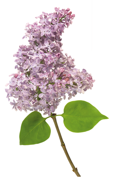 Сирень срезка