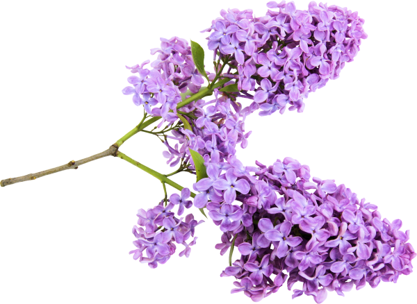 Сирень на прозрачном фоне