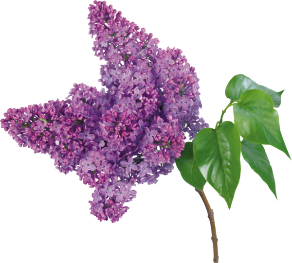 Веточка сирени