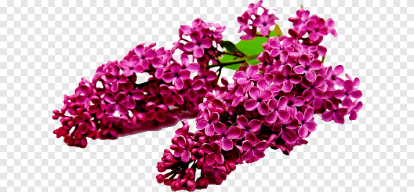 Сирень красная на белом фоне