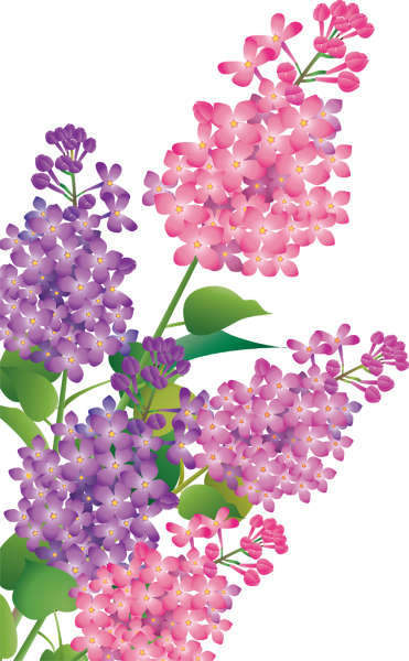 Ветка сирени