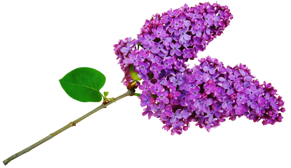 Сиреневые цветы