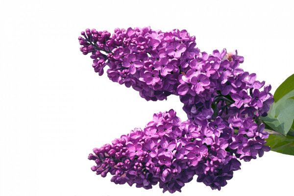 Куст сирени