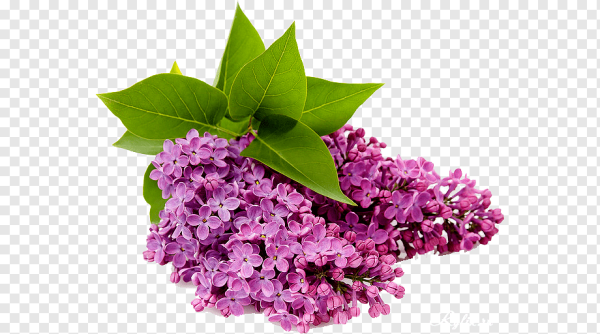 Цветы сирени