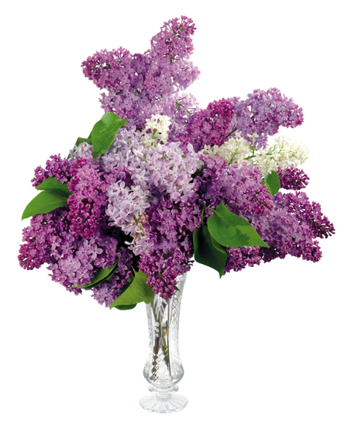 Сирень срезка