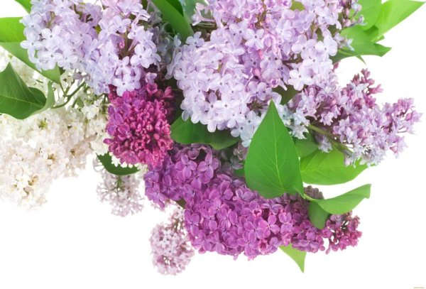 Сирень стикер