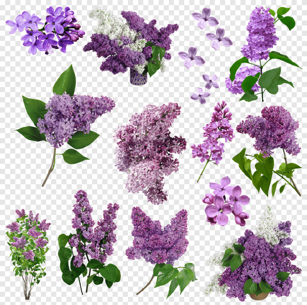 Ветка белой сирени