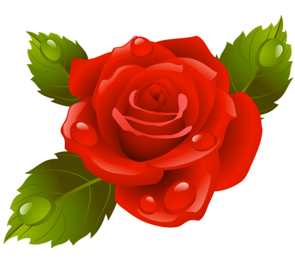 Отрисовка розы