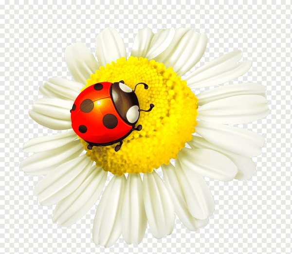 Ромашка клипарт