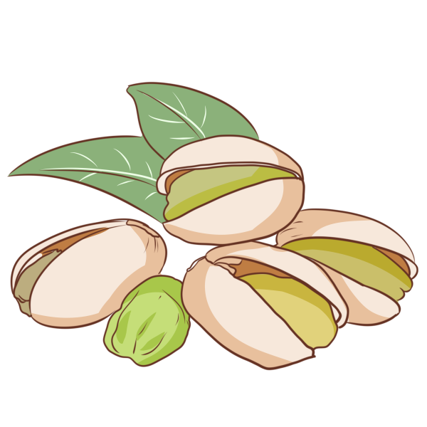 Фисташка иллюстрация