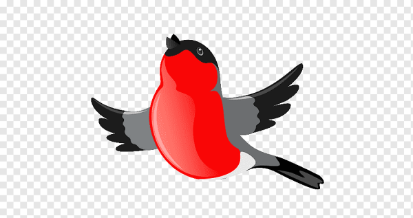 Снегирь рисунок