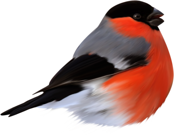 Снегирь на белом фоне