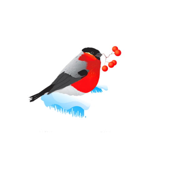 Снегири клипарт