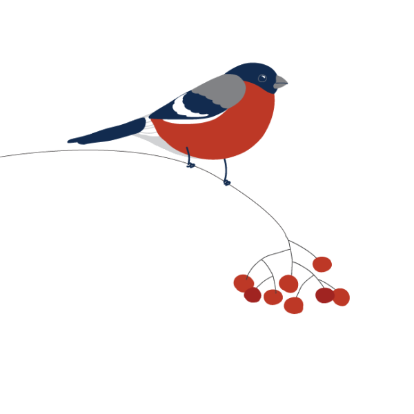 Снегирь на прозрачном фоне