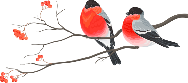 Снегирь на прозрачном фоне