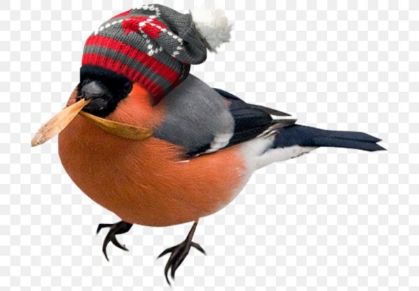 Зимние птицы на белом фоне