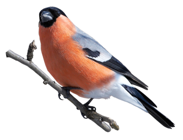 Снегирь синица свиристель