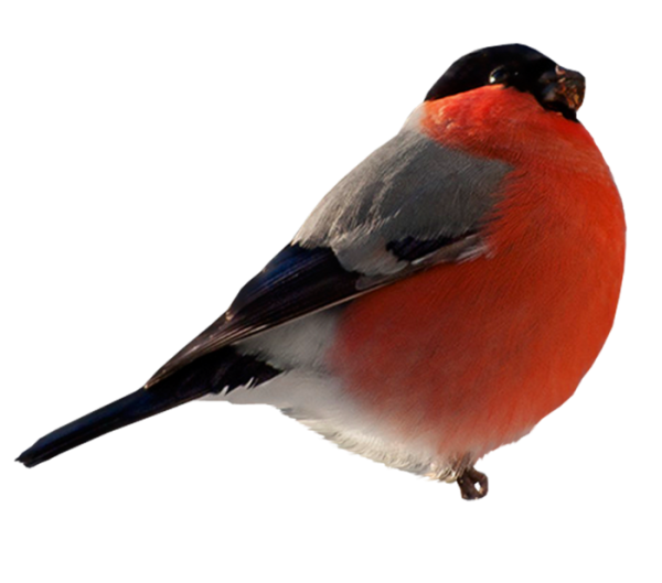 Зимующие птицы Снегирь для детей