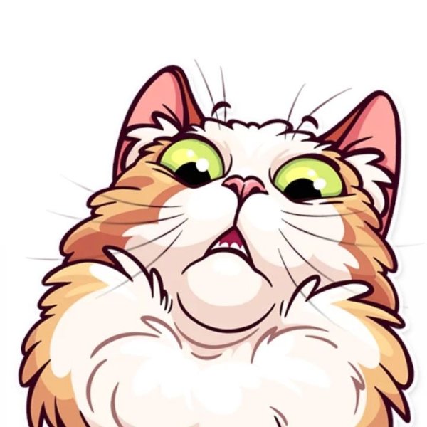 Удивленный кот на белом фоне