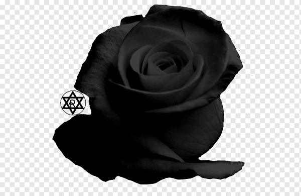 Роза без фона