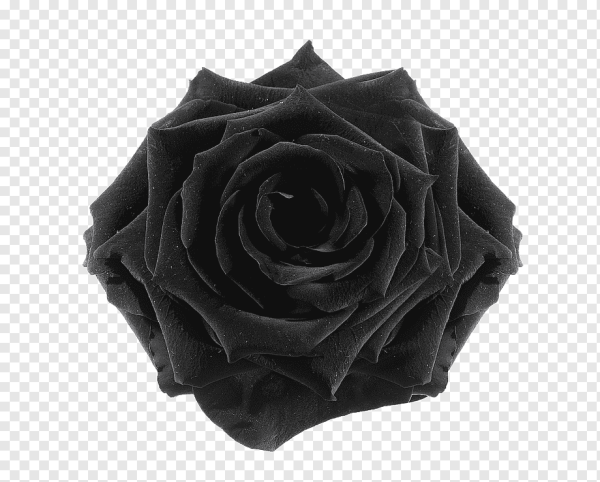 Черная роза без фона
