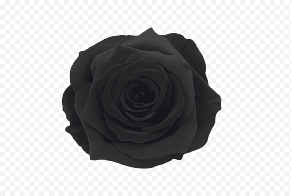 Роза без стебля