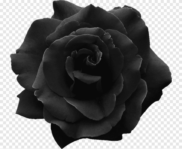 Черная роза на прозрачном фоне