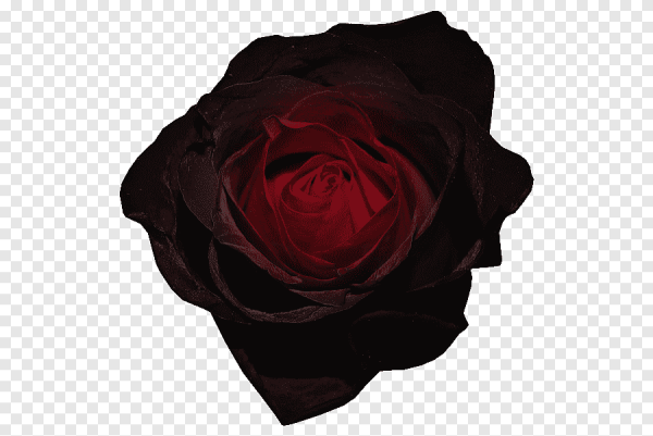 Белые цветы на черном фоне