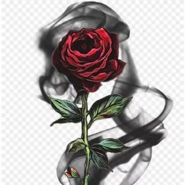 Роза андерковер