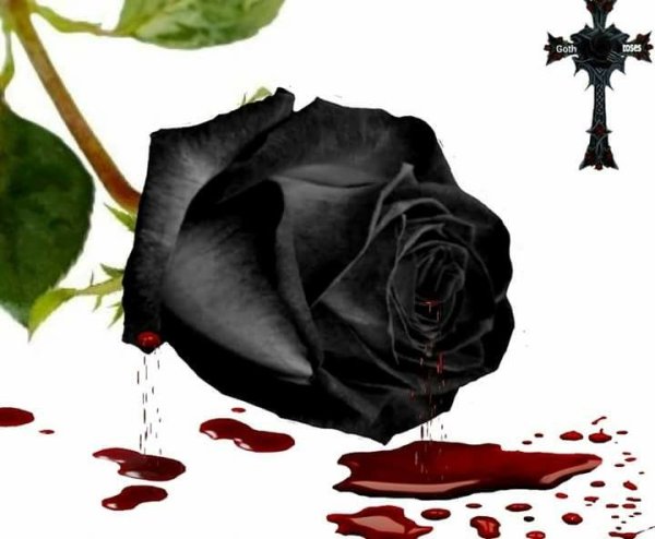 Черная роза лежит
