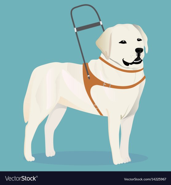 Лабрадор поводырь иллюстрации