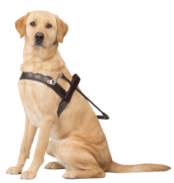 Собака поводырь на белом фоне