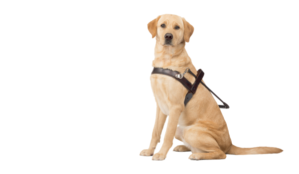 Собака поводырь на белом фоне