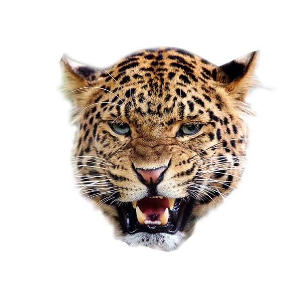 Лица животных