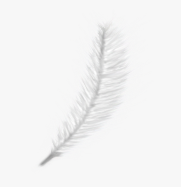 Белое перо на прозрачном фоне