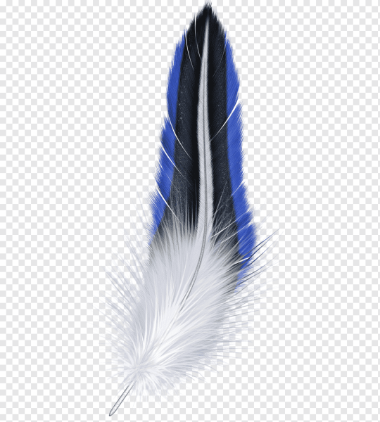 Перо птицы на белом фоне
