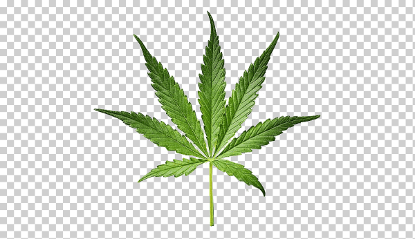 Конопляный лист