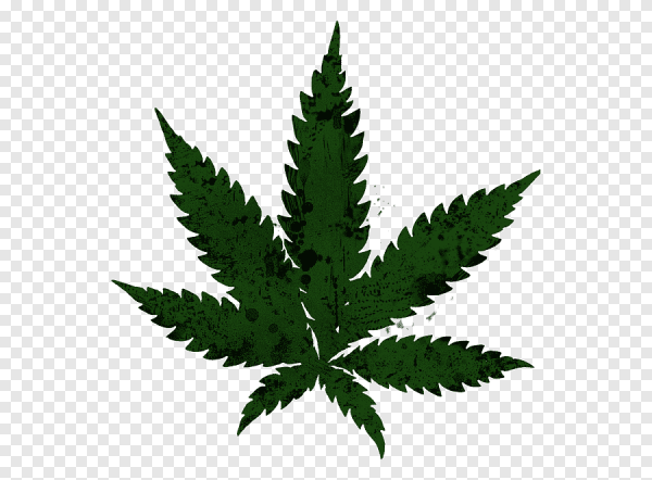 Лист каннабиса сатива