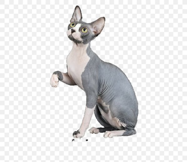 Сфинкс кошка на белом фоне