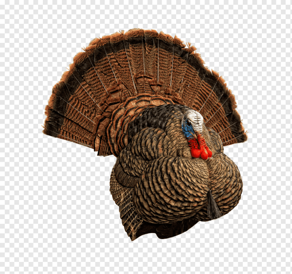 Индюк анимация