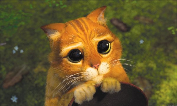 Кот в сапогах Шрек взгляд