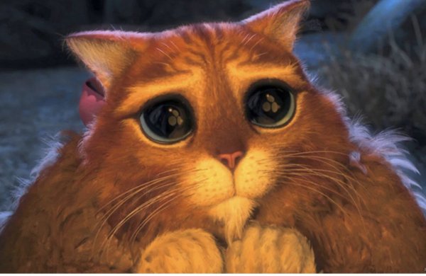 Взгляд кота из Шрека