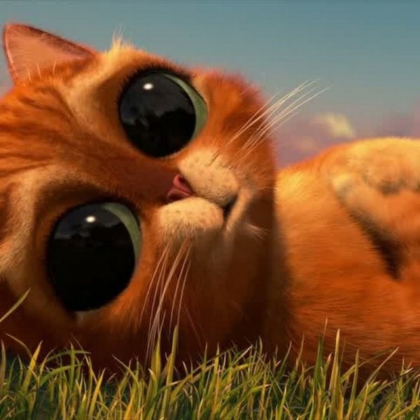 Жалостливый кот из Шрека