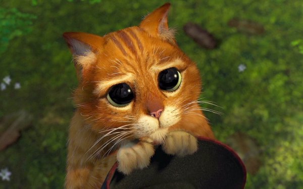 Кот Шрек глаза