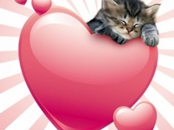 Котенок с сердцем