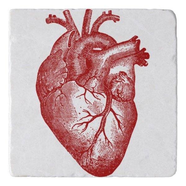 Человеческое сердце без фона