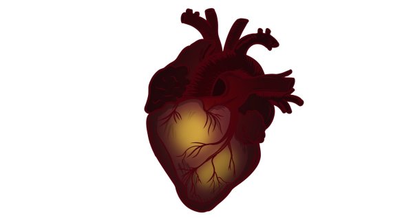 Сердце человеческое для распечатки