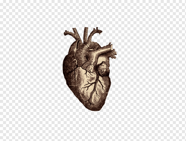 Сердце человека на белом фоне